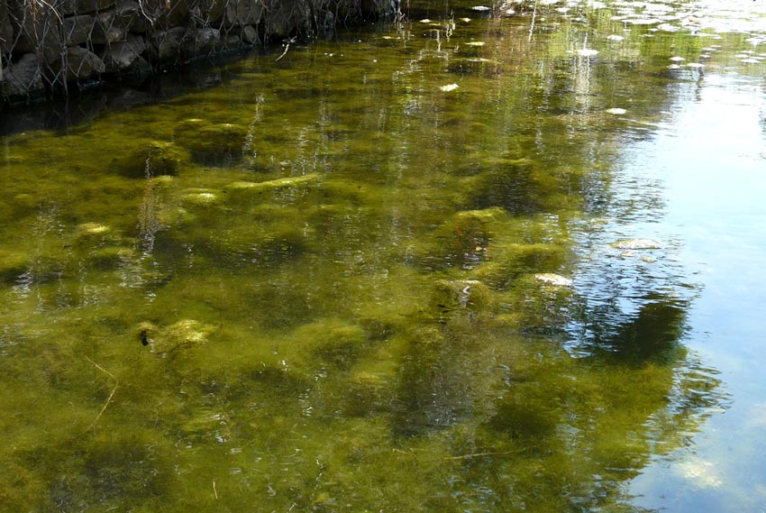 Rio Salivoli (Piombino) - rospi smeraldini in citt!